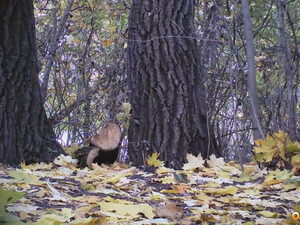 Писсинг взрослой женщины в лесу парка на скрытую камеру