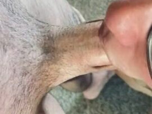Submissive Kitten Deepthroat Cock Worship Cock Brunette Blowjob Balls Sucking GIF